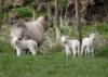 Three Lambs and Mum