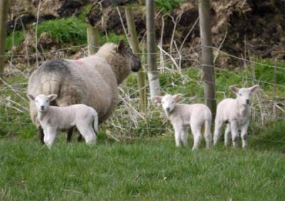 Three Lambs and Mum